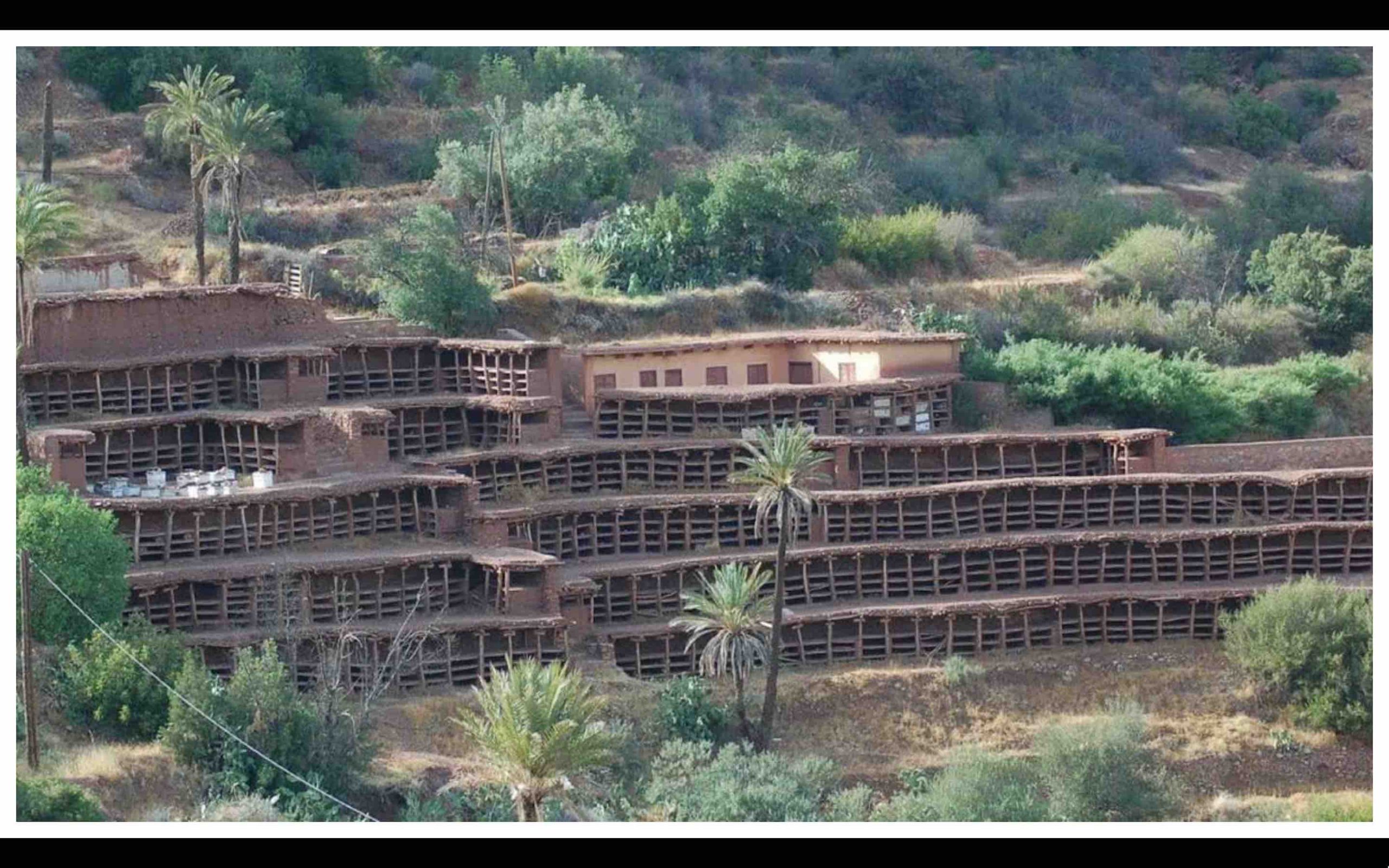 Maroc: le rucher d’Inzerki, le plus grand et le plus vieux rucher traditionnel au monde