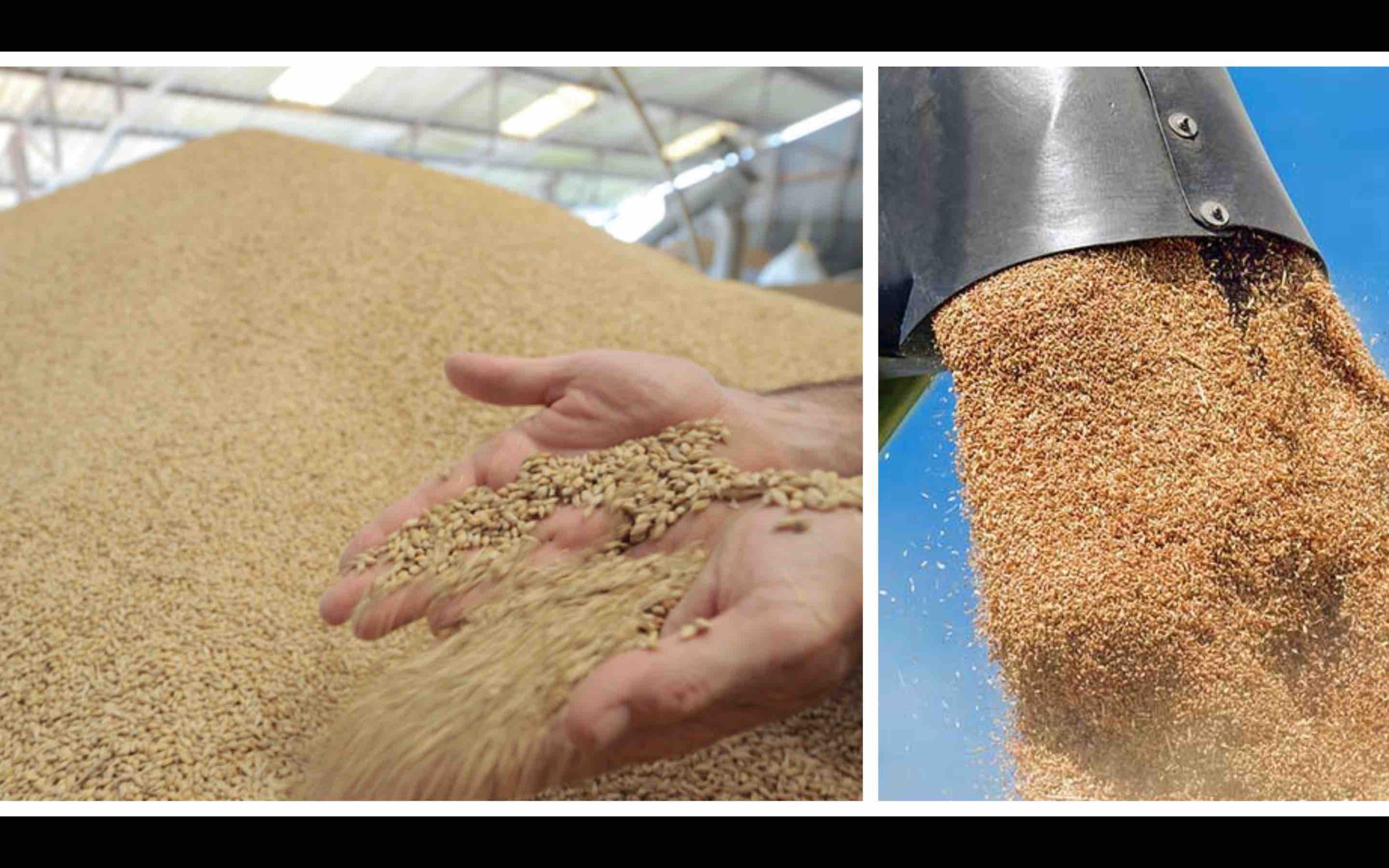 importation exportation production céréales blé orge