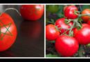 tomate Maroc tomate marocaine tomates marocaines