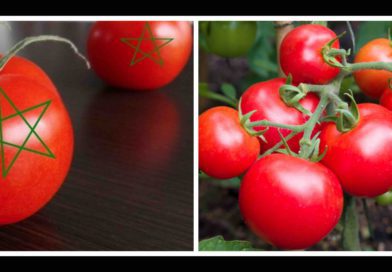 tomate Maroc tomate marocaine tomates marocaines