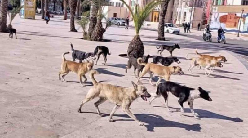 chiens errants Maroc