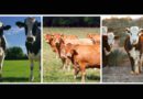 importation bovins domestiques Maroc