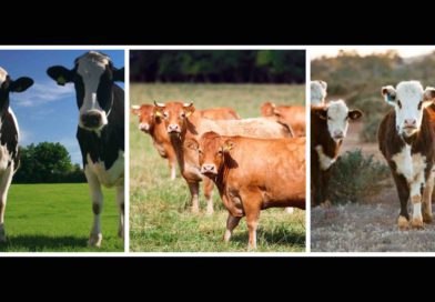 importation bovins domestiques Maroc