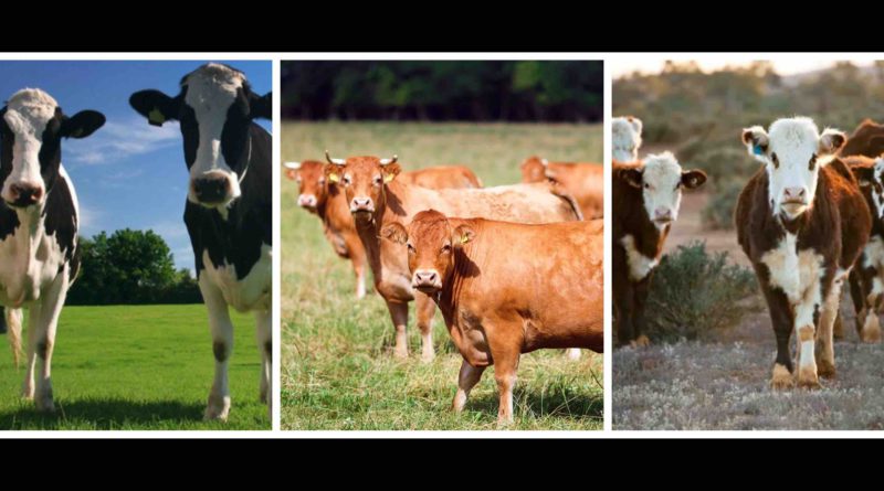 importation bovins domestiques Maroc