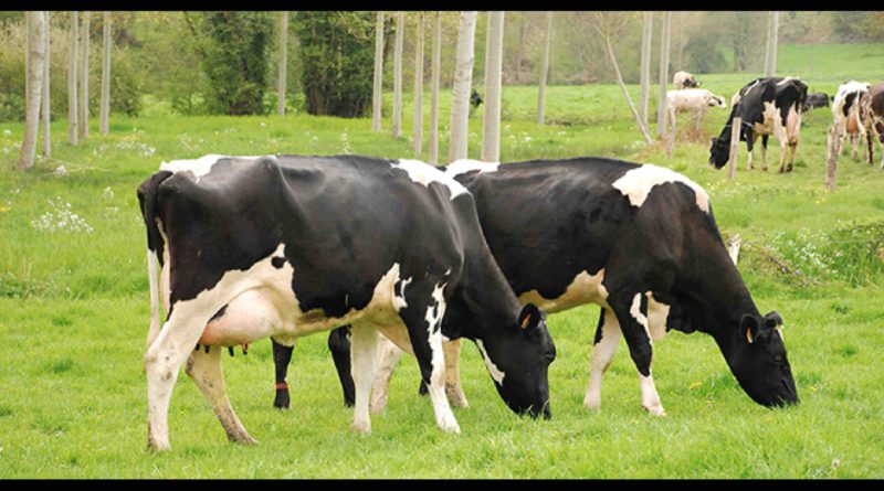 vaches Maroc