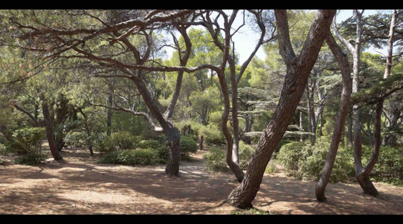 forêt arbres Maroc