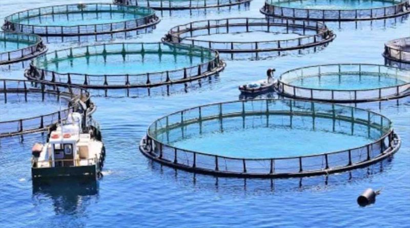aquaculture écloseries de poissons marins Maroc