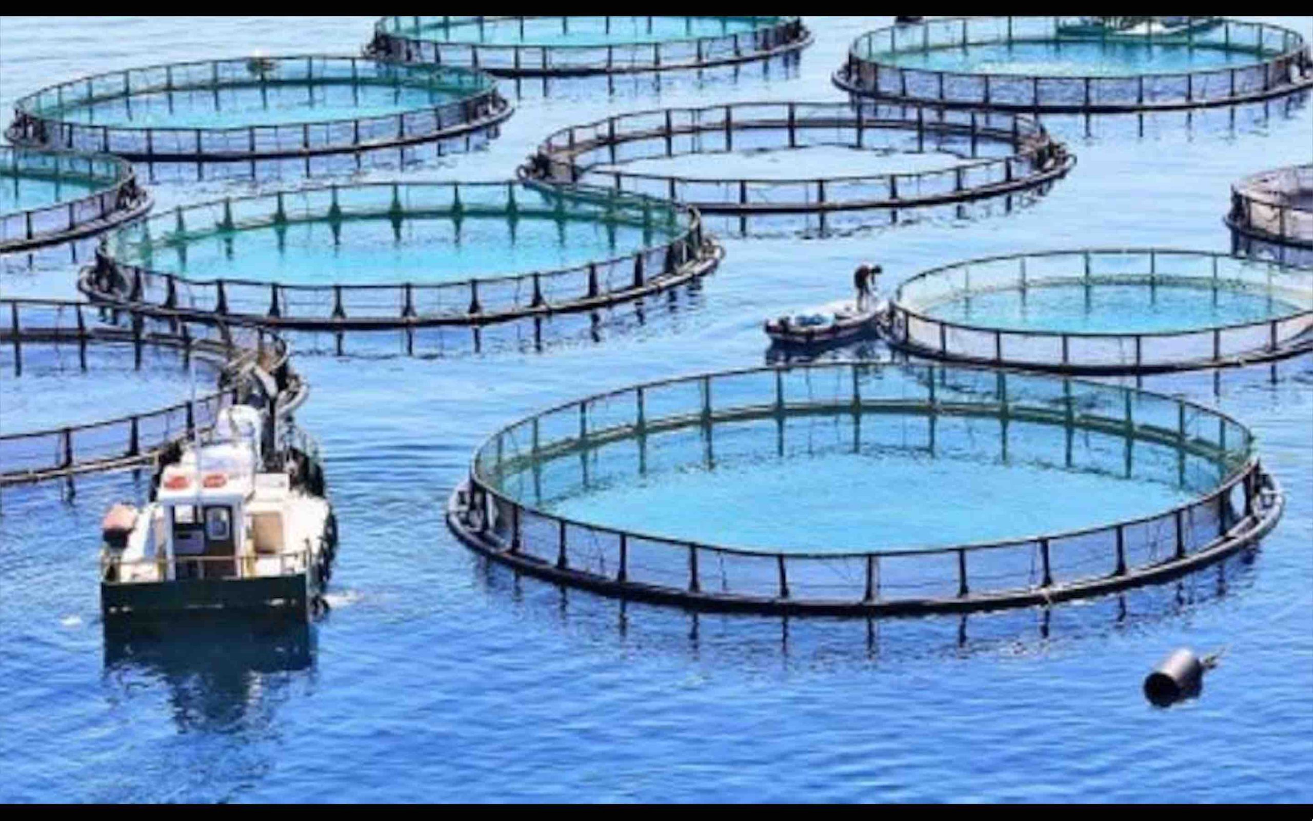 aquaculture écloseries de poissons marins Maroc
