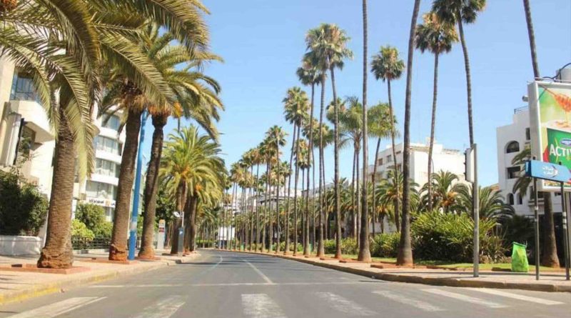 Palmiers Maroc Palm Trees Morocco