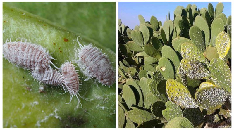 cochenille Maroc Algérie Cochineal Morocco Algeria