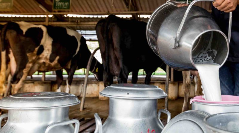 lait vache ferme Maroc Morocco Farm Cow Milk