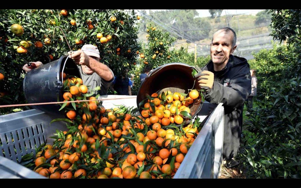 Maroc saisonniers marocains récolte clémentines Corse France