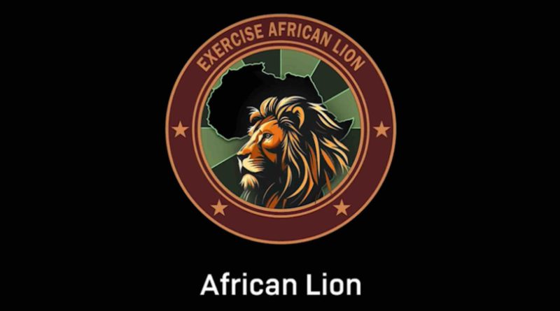 African Lion Maroc Morocco