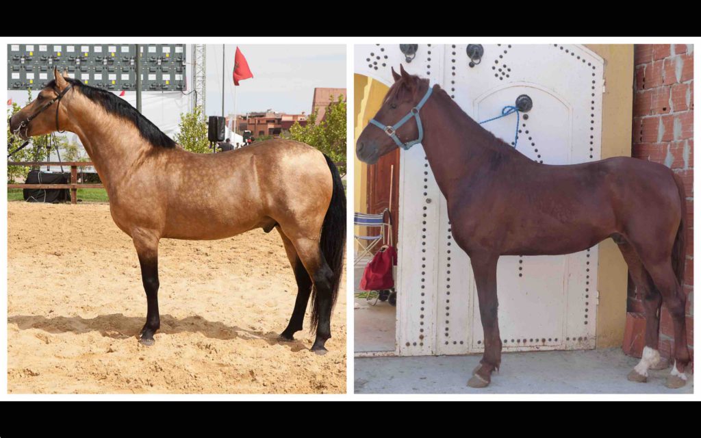 cheval Barbe cheval Arabe-Barbe Maroc