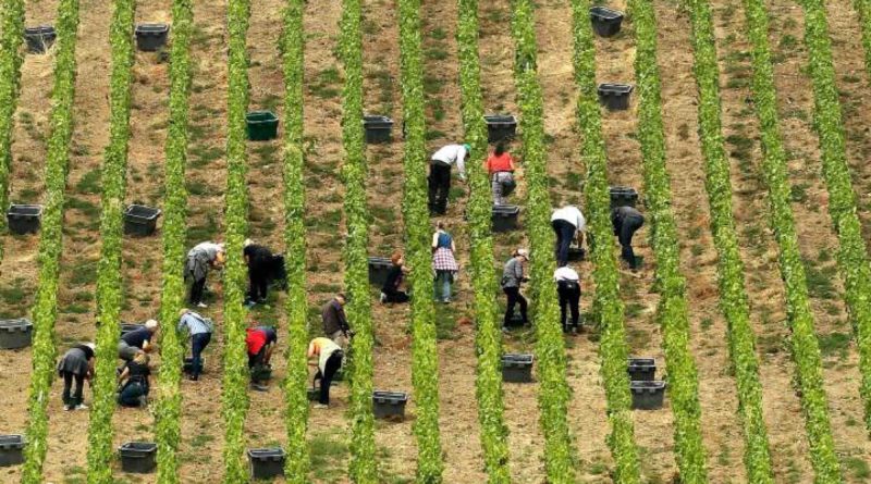 vignes vendanges