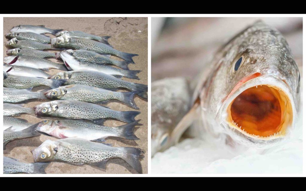 poisson courbine maigre grogneur Maroc pêche