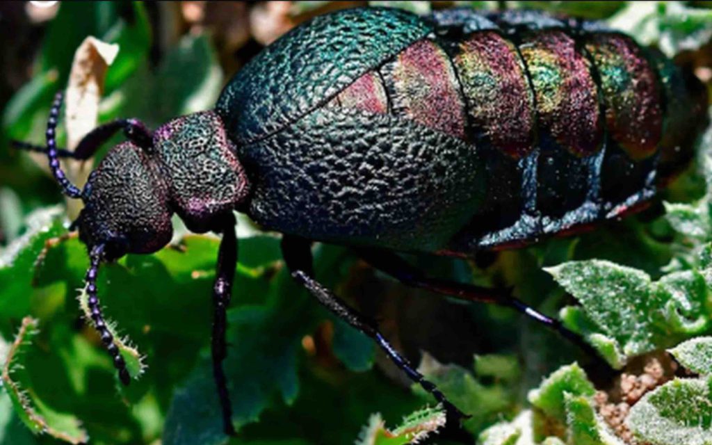 Lampromeloe pantherinus Maroc Morocco