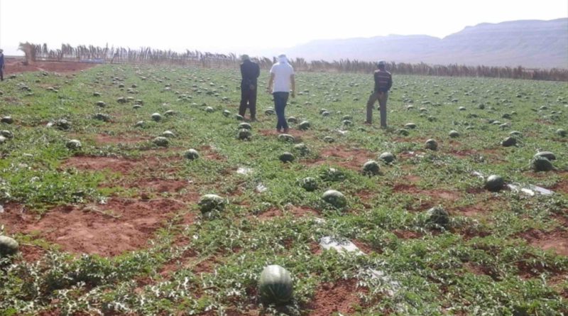 Maroc cultures stress hydrique sécheresse eau pastèques melons
