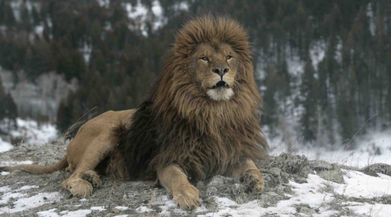 lion de l'Atlas Maroc