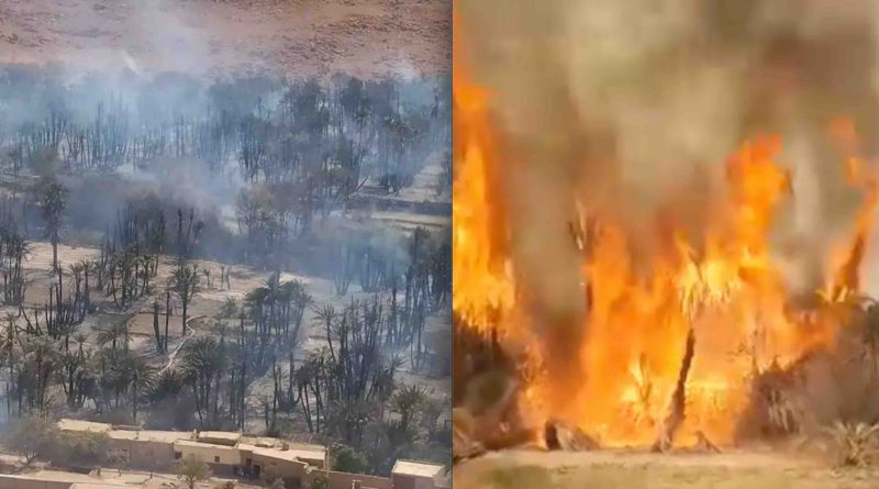 Maroc Errachidia incendie feu oasis Ouled Chaker palmiers