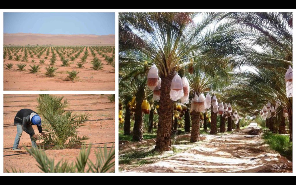 Maroc plantation de palmiers dattiers plantations dattes