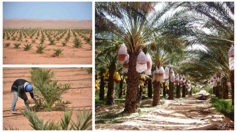 Maroc plantation de palmiers dattiers plantations dattes