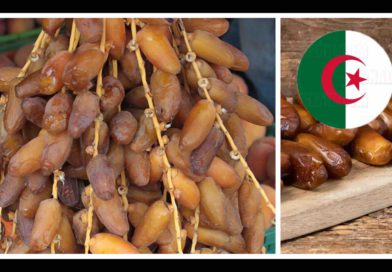 dattes Algérie Maroc