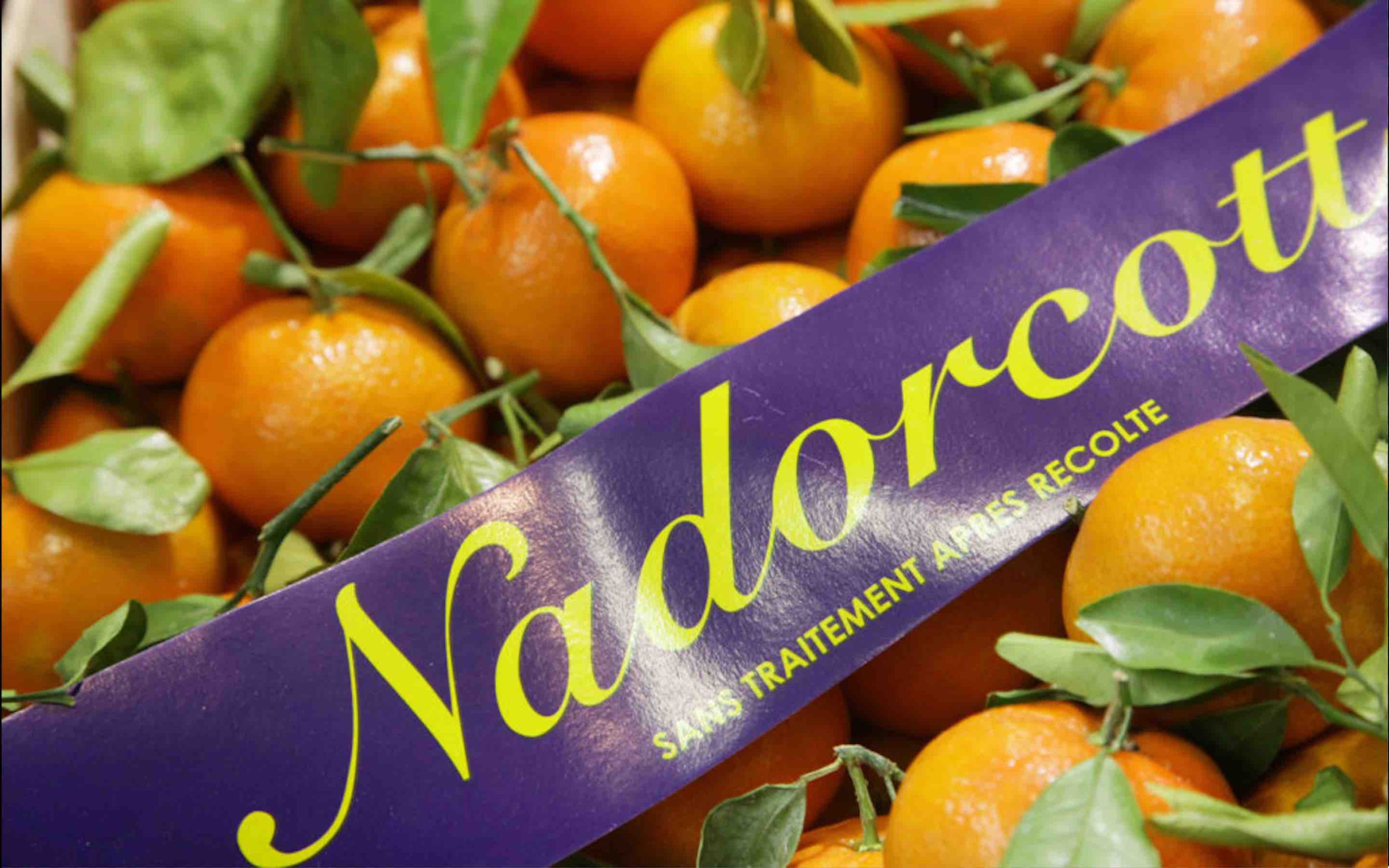 mandarine Maroc Nadorcott Morocco