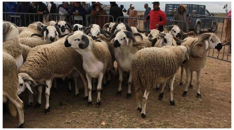 Aïd el-Kébir Aïd al-Adha mouton Maroc