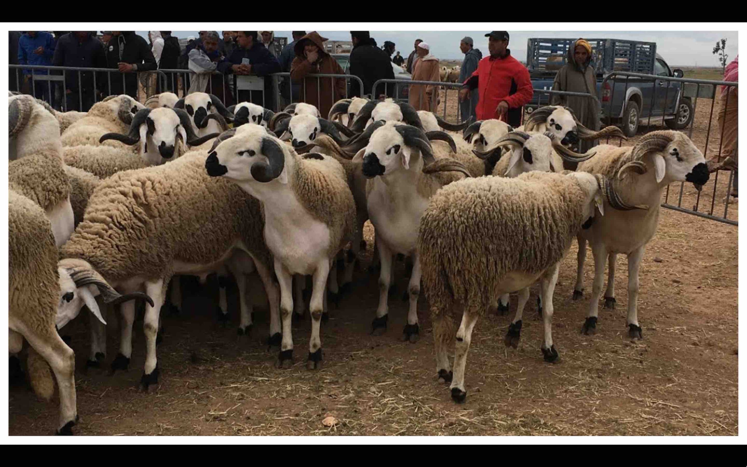 Aïd el-Kébir Aïd al-Adha mouton Maroc