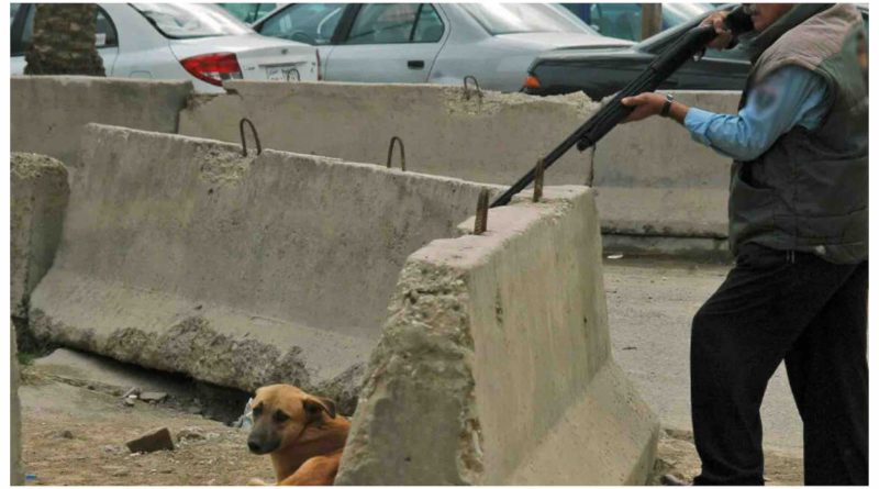 opération controversée d'élimination (abattage) des chiens errants qui envahissent la ville