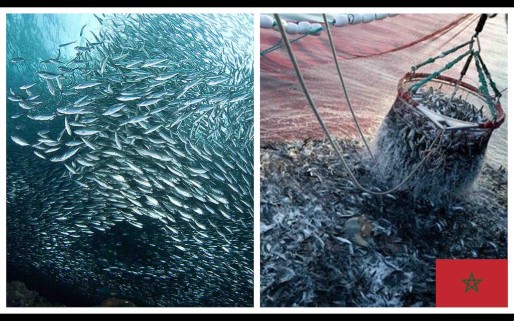Sardines Maroc Morocco
