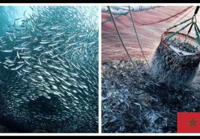 Sardines Maroc Morocco