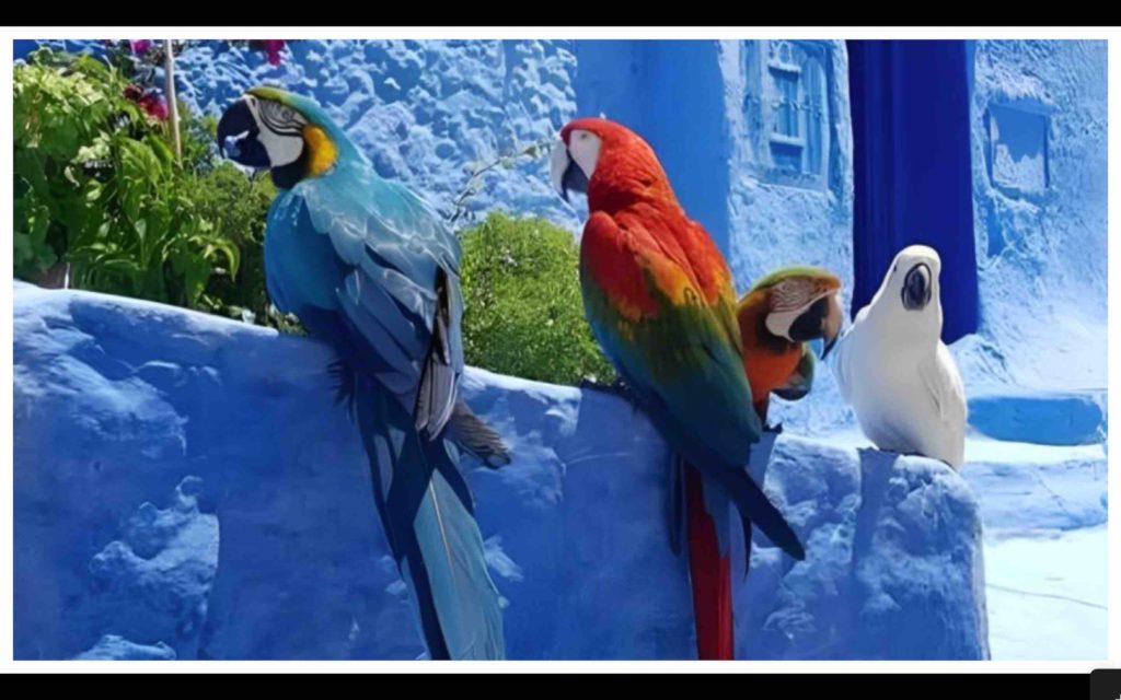 Maroc perroquets Chefchaouen Morocco parrots