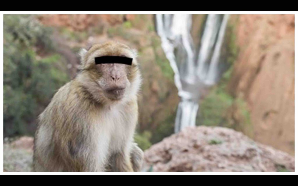 Setti-Fatma Maroc singe monkey Morocco