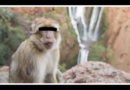 Setti-Fatma Maroc singe monkey Morocco