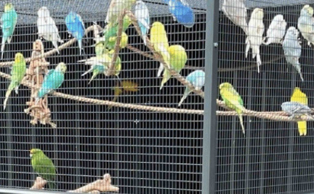 volière Maroc oiseaux espèces protégées