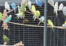 volière Maroc oiseaux espèces protégées