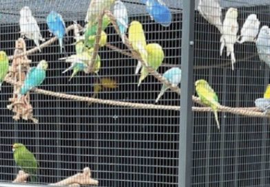 volière Maroc oiseaux espèces protégées